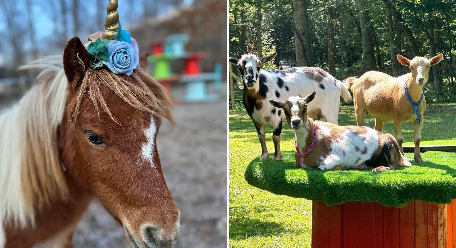 Animals at Magical Mountain Resorts.