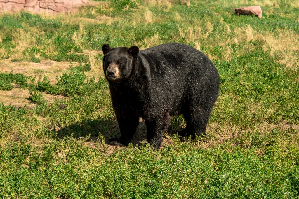 Chubby black bear walking around on the green grassy field.