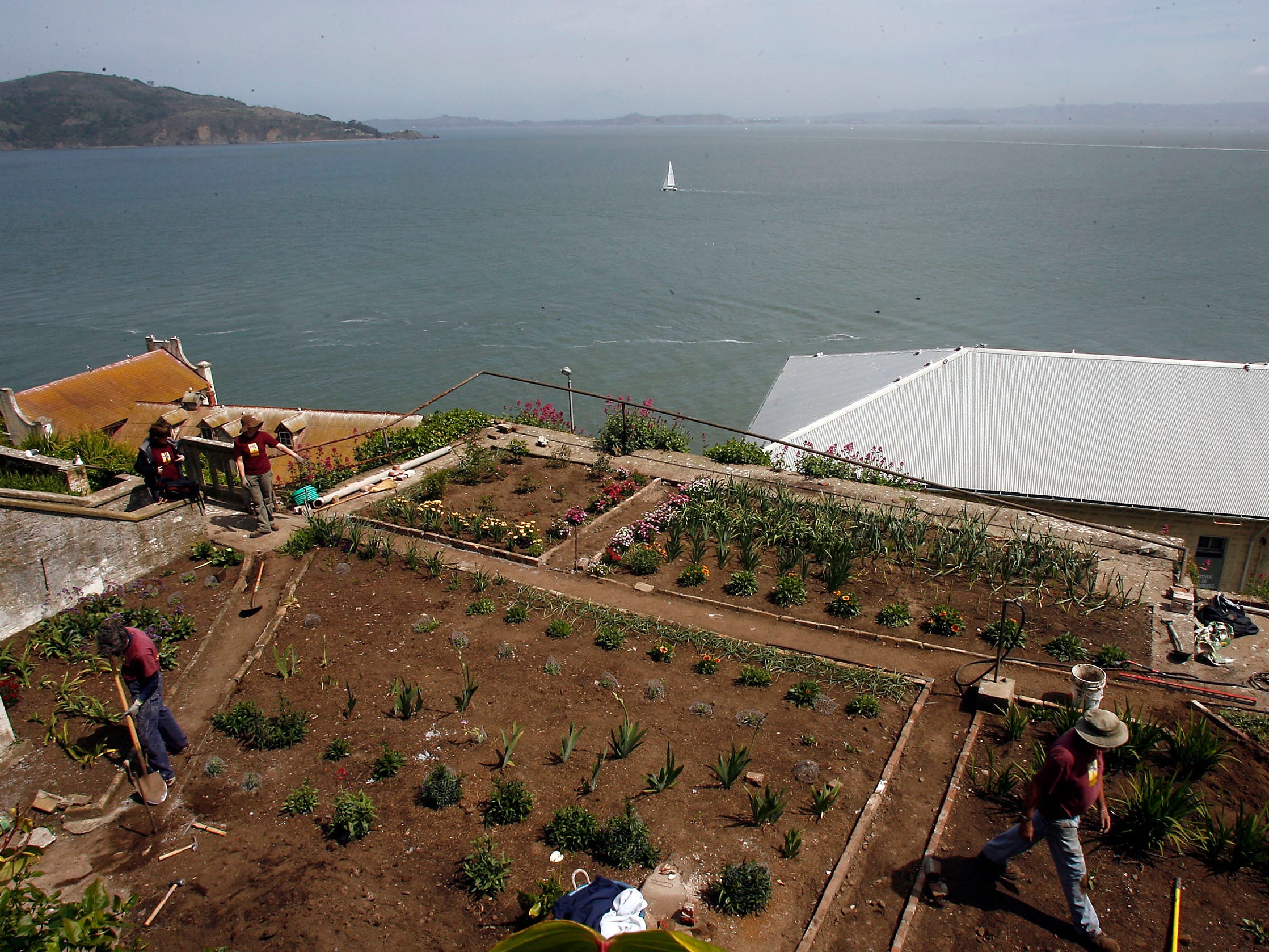Rows of plants on brown soil with a view of San Francisco Bay