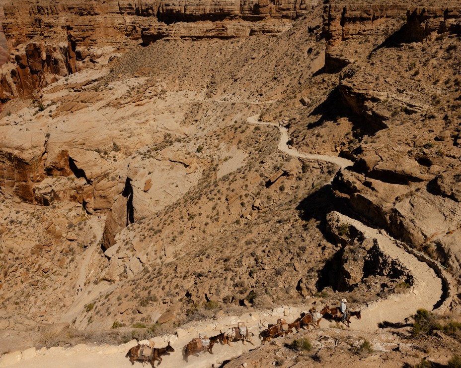 aerial photo of train of six mules descending narrow trail with steep canyon rims in background