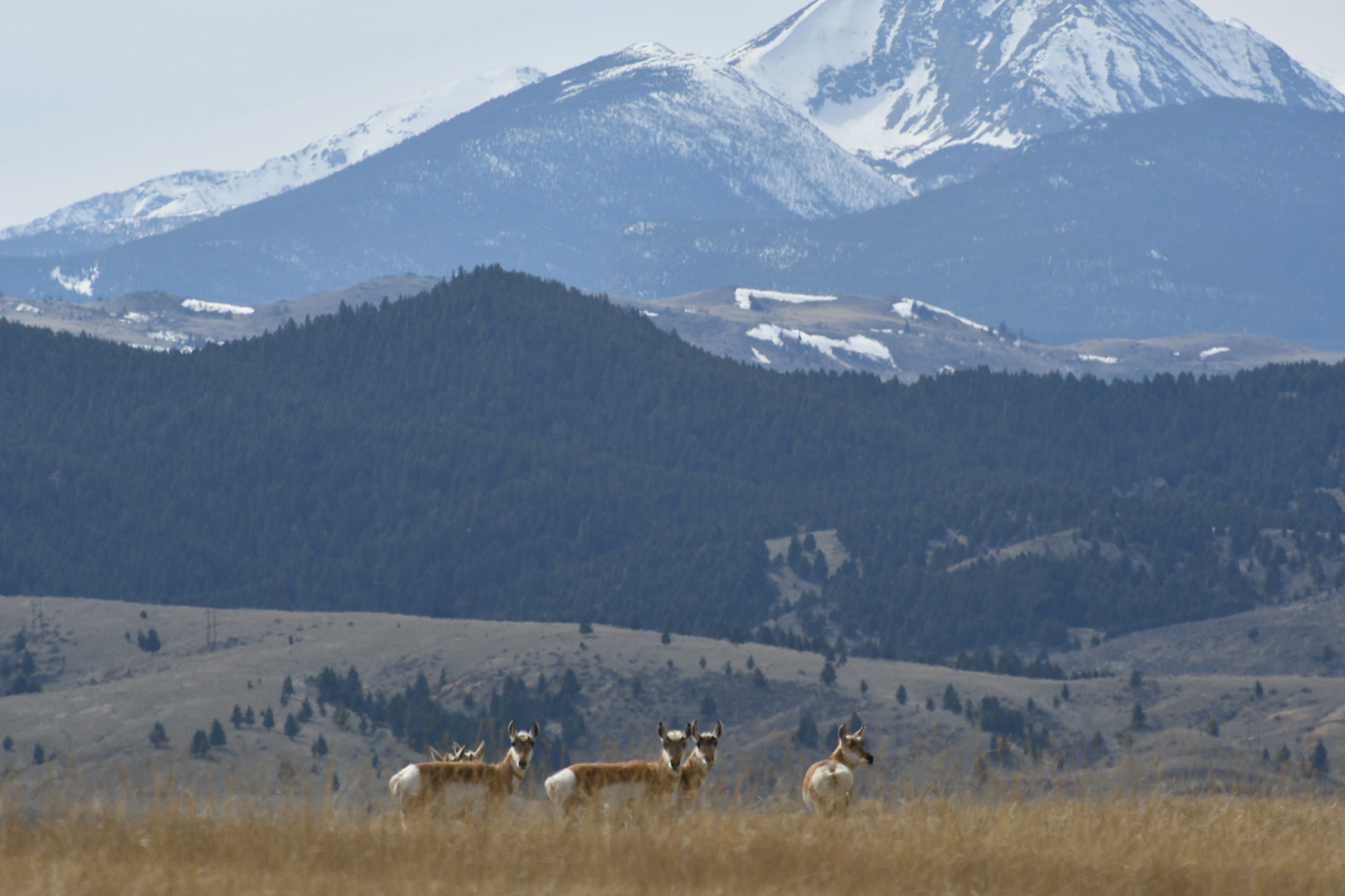 Pronghorn in front of mountains in montana