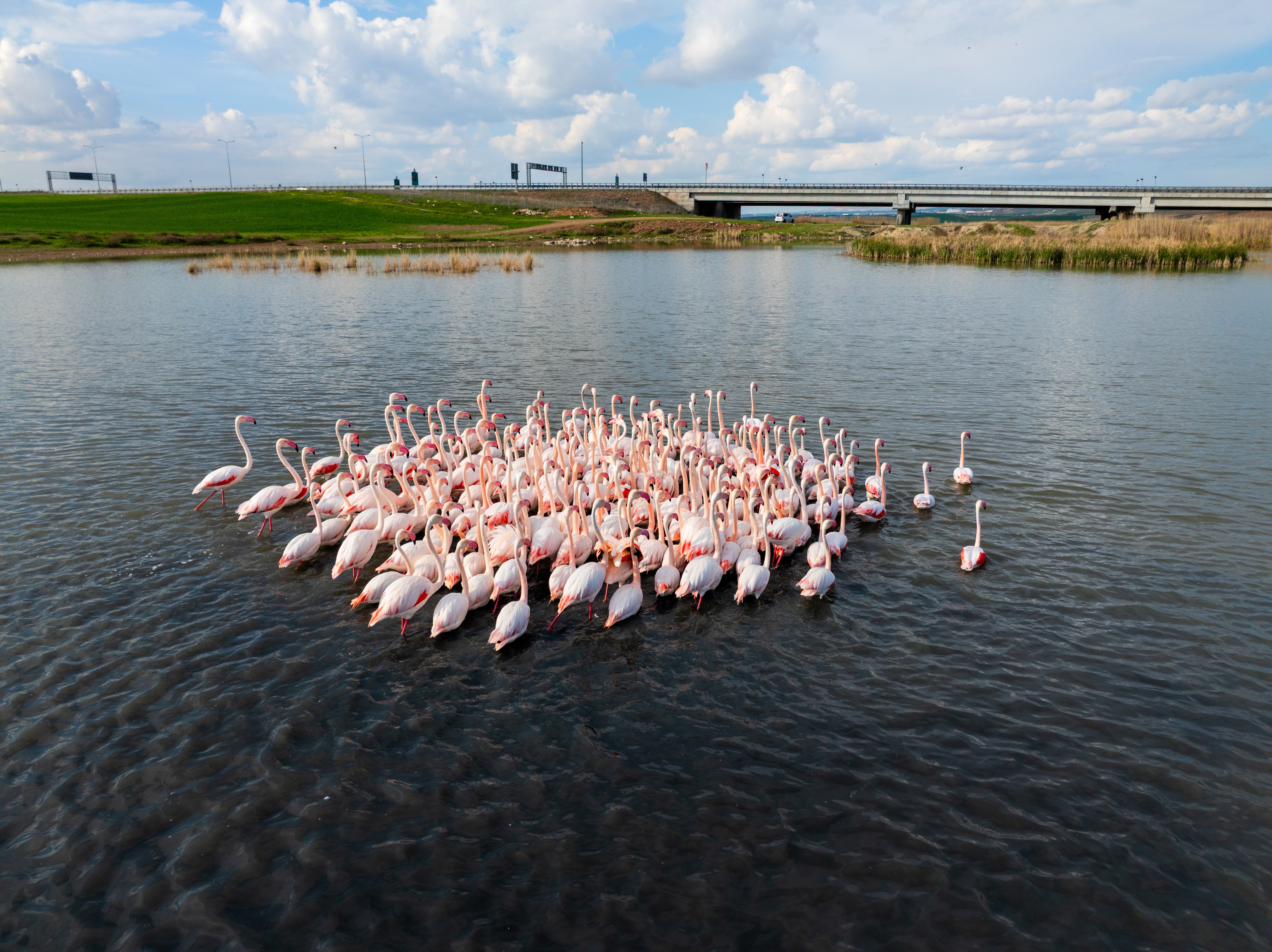 A flock of flamingos wades in a shallow lake.