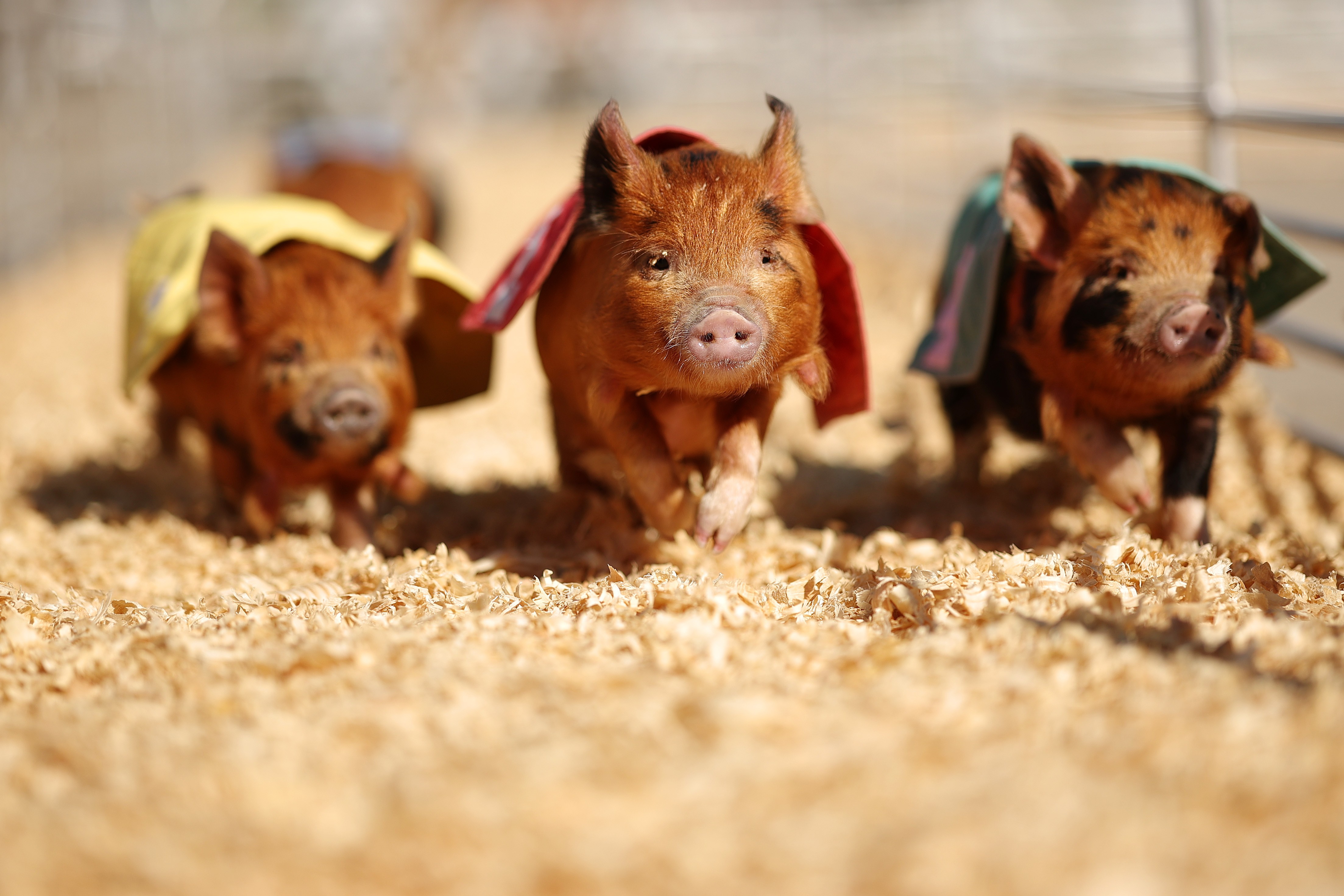 Several small pigs run a race across a track covered in sawdust.