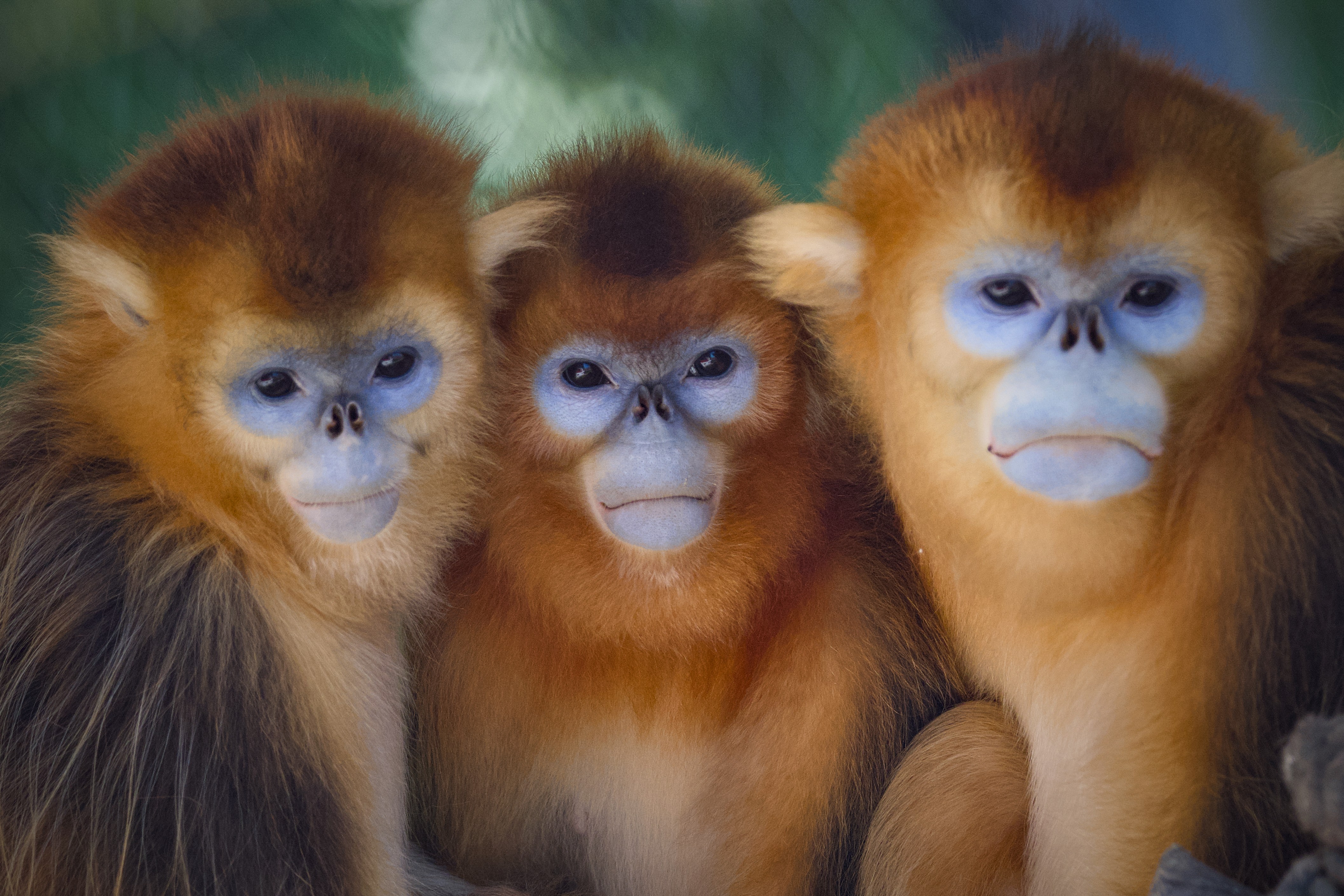 Three blue-faced monkeys