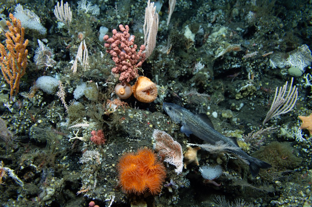 Previous studies have suggested that potentially millions of plants and animals remain undiscovered simply due to the sheer size and inaccessibility of the oceans.