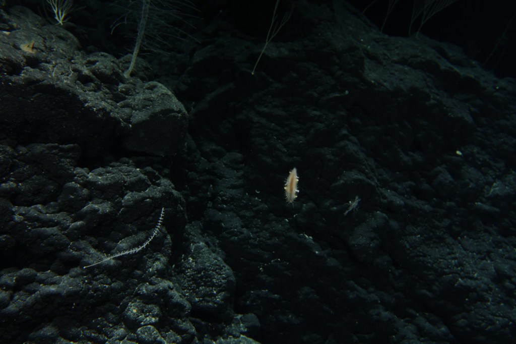 In the deepest trenches, it is void of life, according to scientists. 