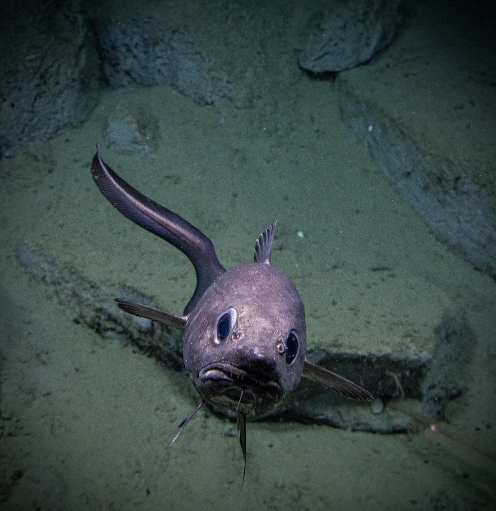 Because of the lack of sunlight, organisms must rely on senses other than sight to get around.