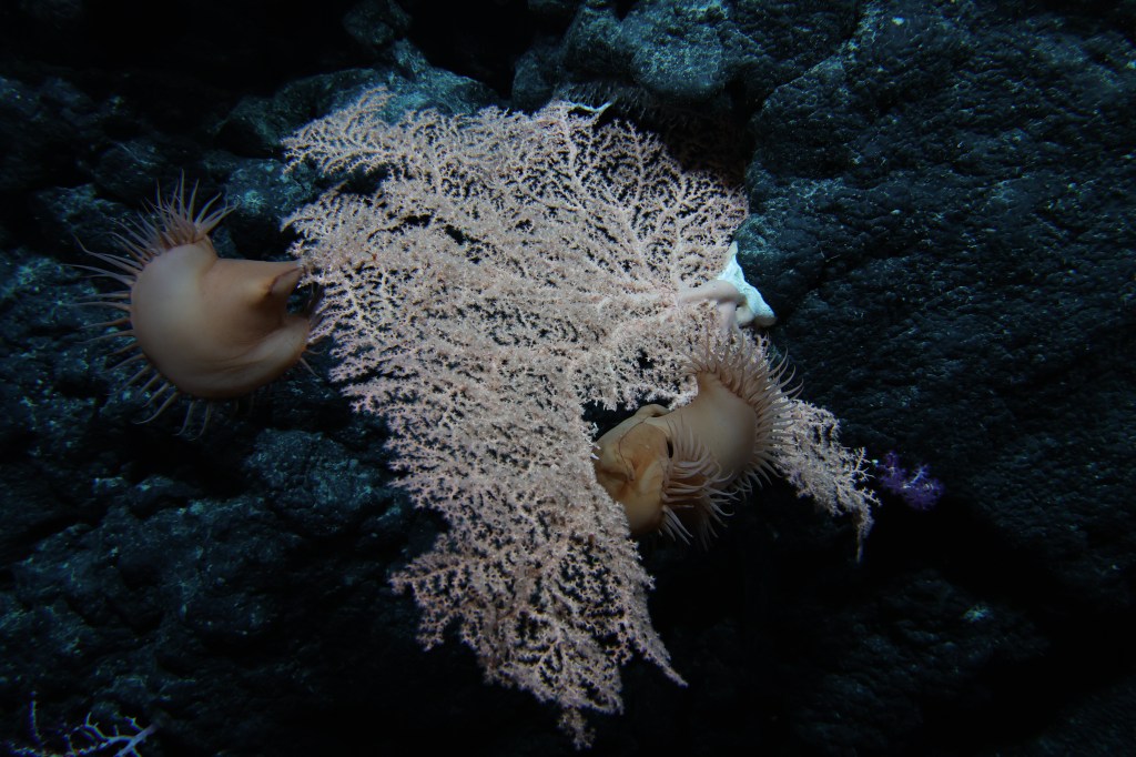 A picture of oceanic life.