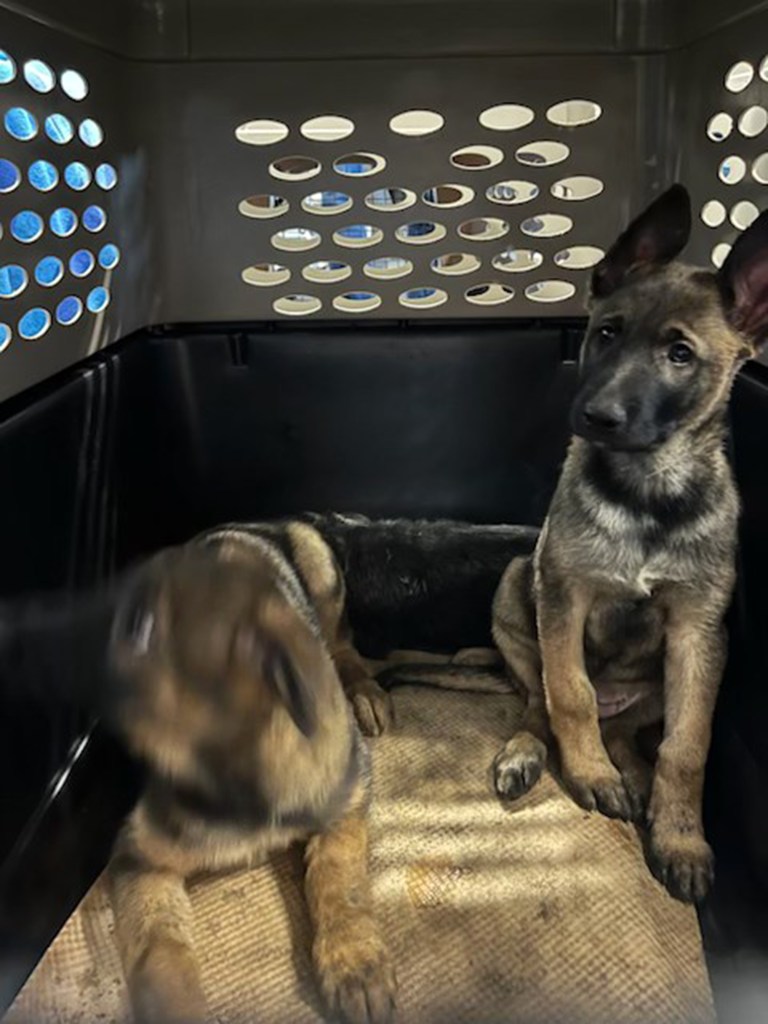Two of the dogs in a carrying case.