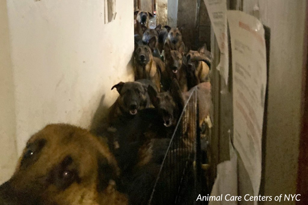 The dogs can be seen filling a hallway in the apartment.