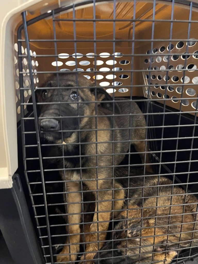 One of the rescued dogs stares out from a carrying case.