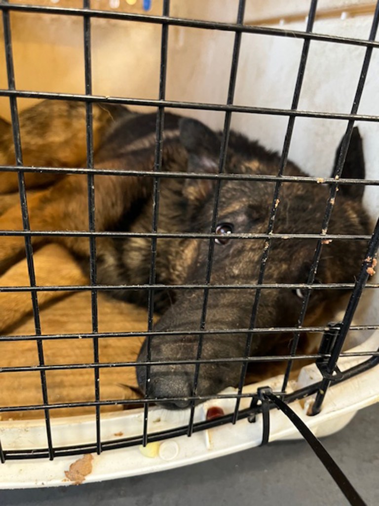 One of the dog stares out of a carrying case after the rescue.