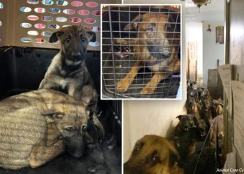 40 dogs found ‘hidden in cabinets’ and ‘crammed behind furniture’ in NYC apartment