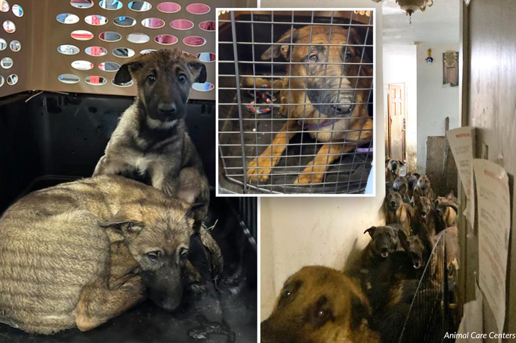 40 dogs found ‘hidden in cabinets’ and ‘crammed behind furniture’ in NYC apartment