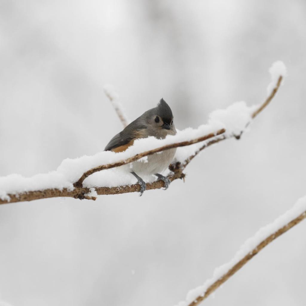 **Pictured: Victim Igor Yitzhak Alishayev's wildlife photography