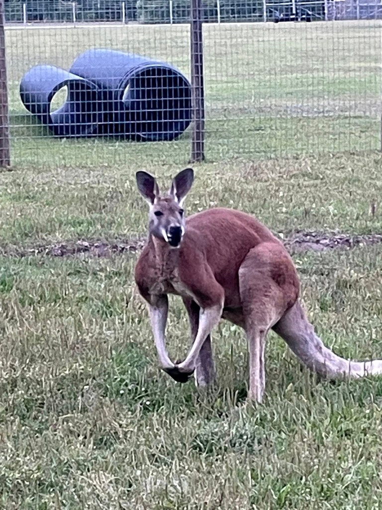 Kangaroo