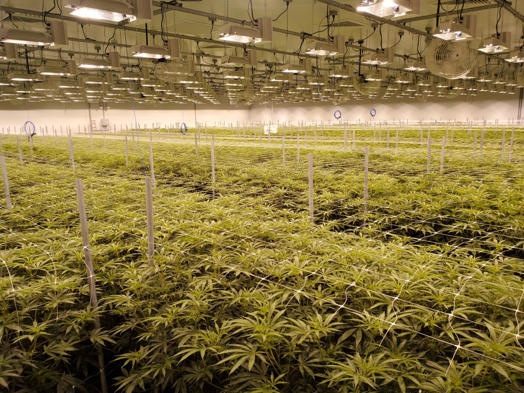 Curaleaf Ravena Cultivation Facility
