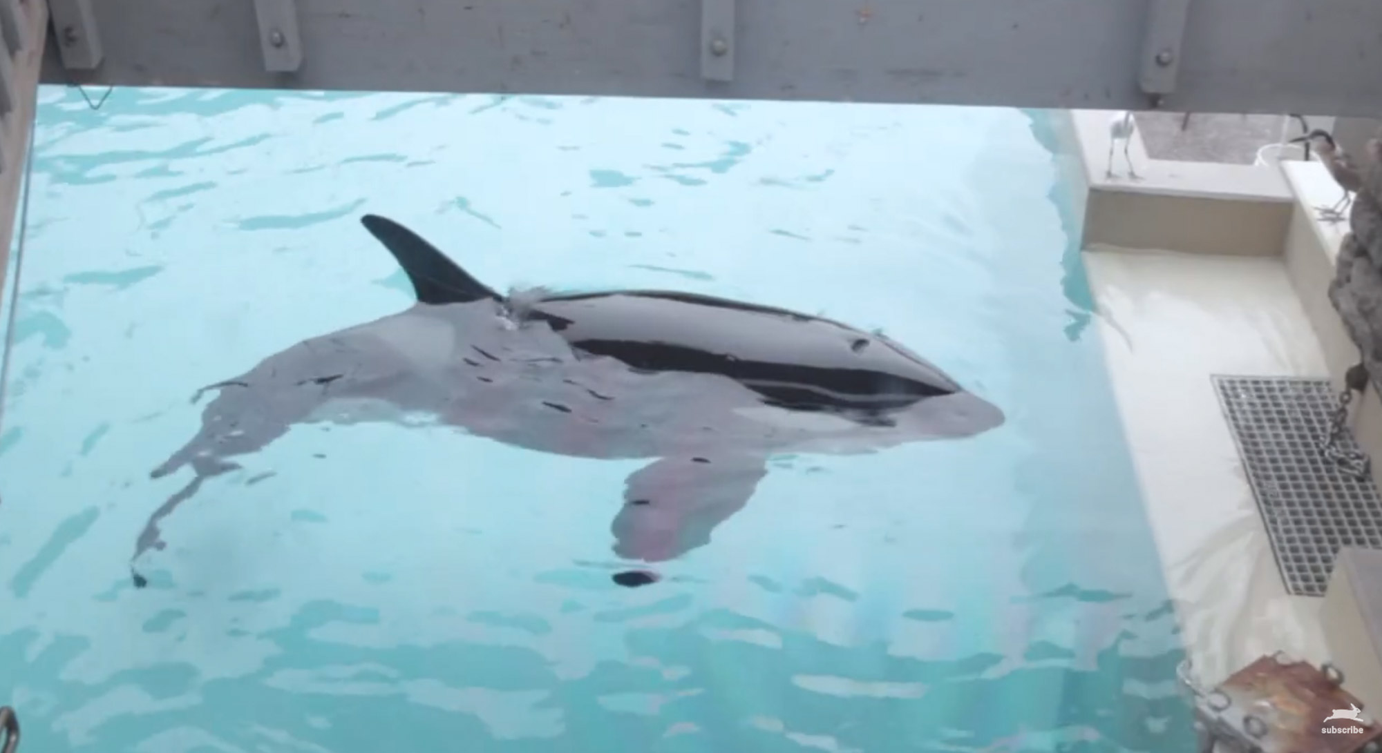 An orca in captivity