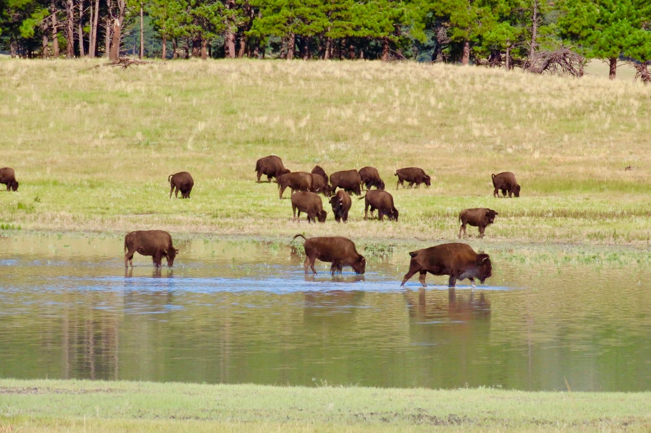 Vermejo Bison Herd in water