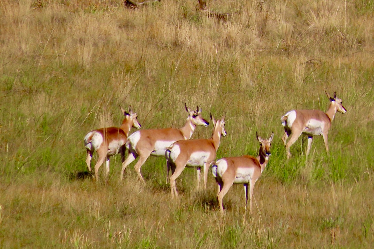 Pronghorn in field