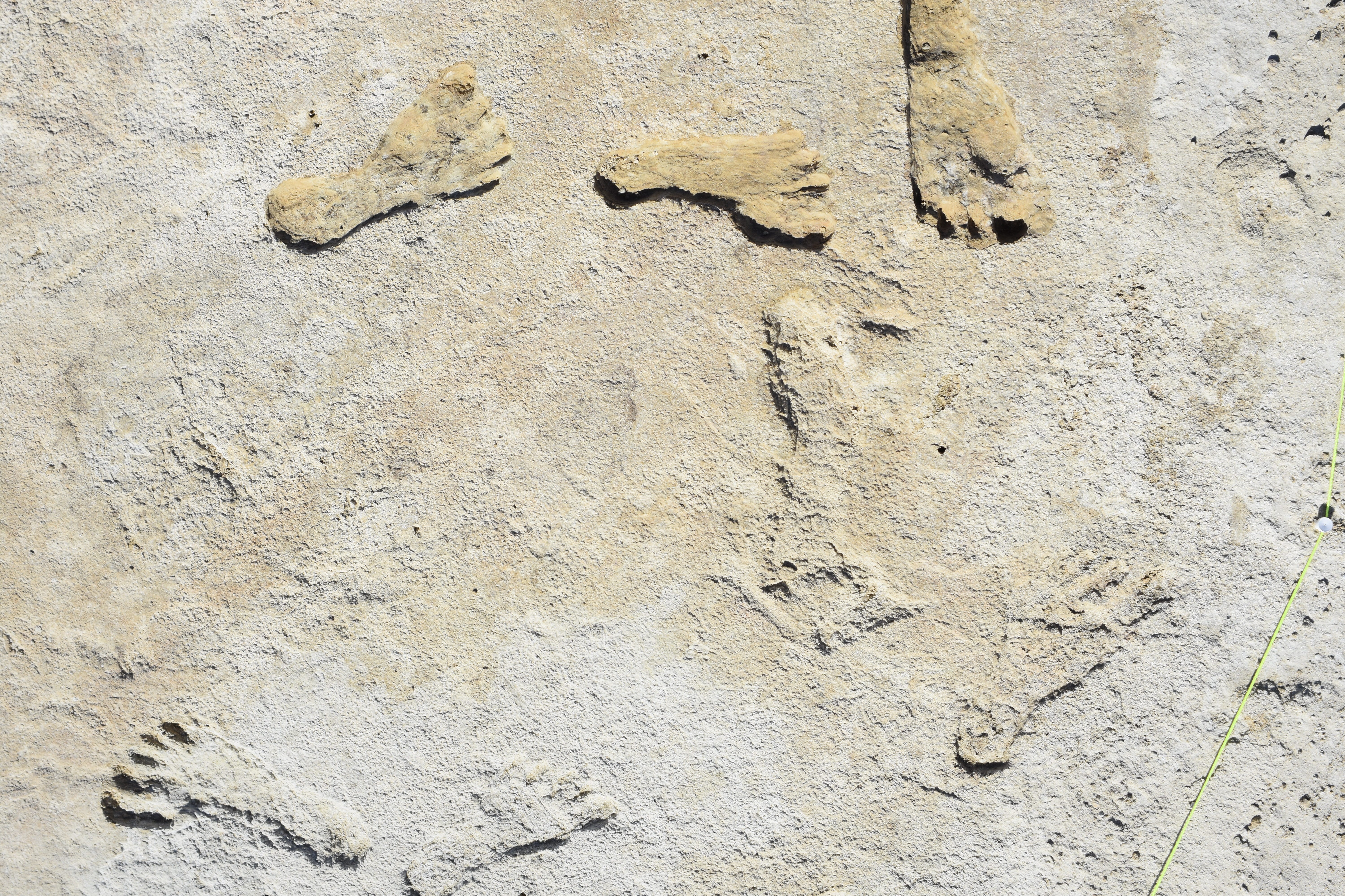 Fossilized footprints preserved in rock