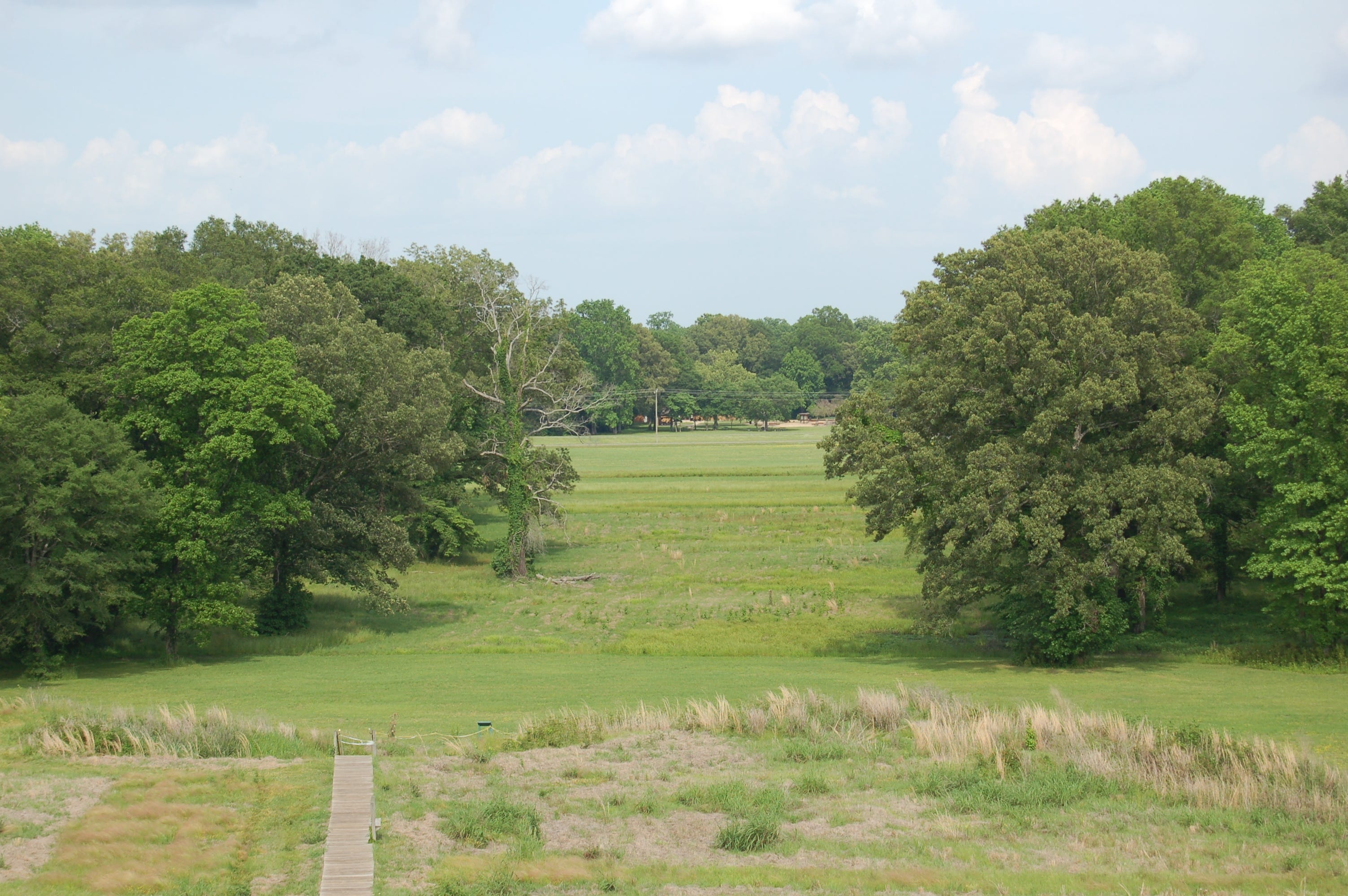 Trees and grass in an open field