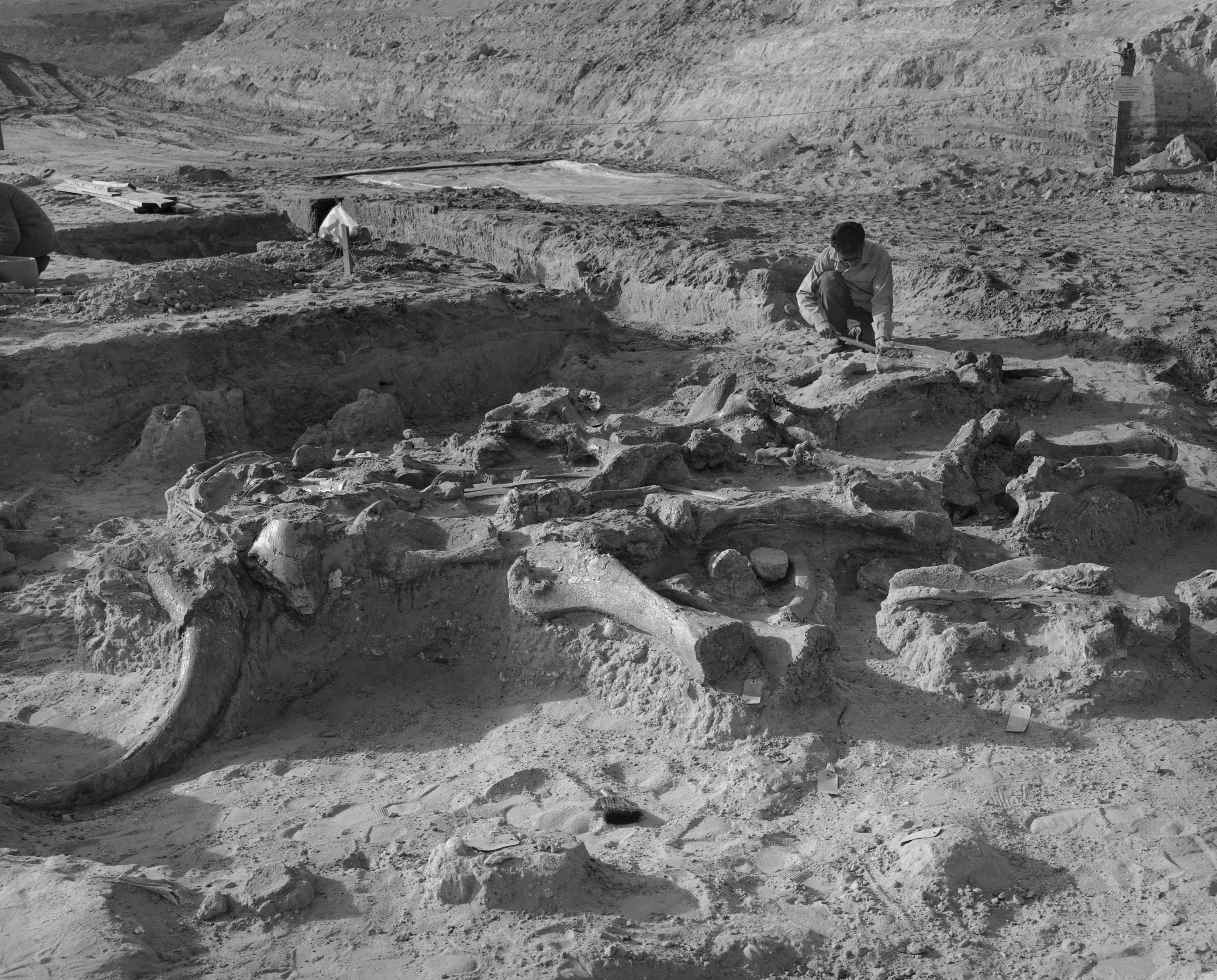 A person crouches among big mammoth bones in a sandy terrain