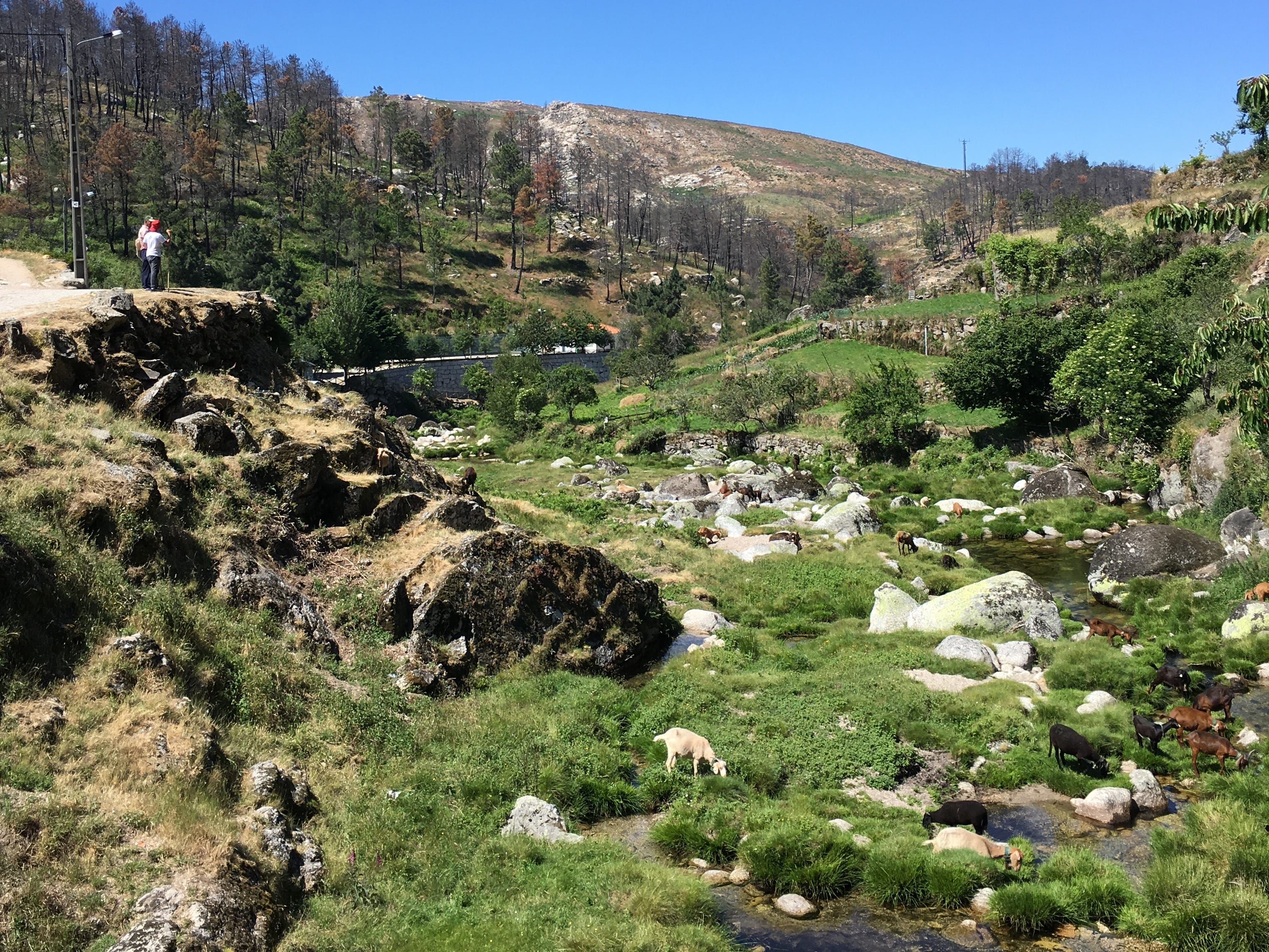 The view from a walking trail in Sabugueiro, Portugal. There is a stream and lots of goats.
