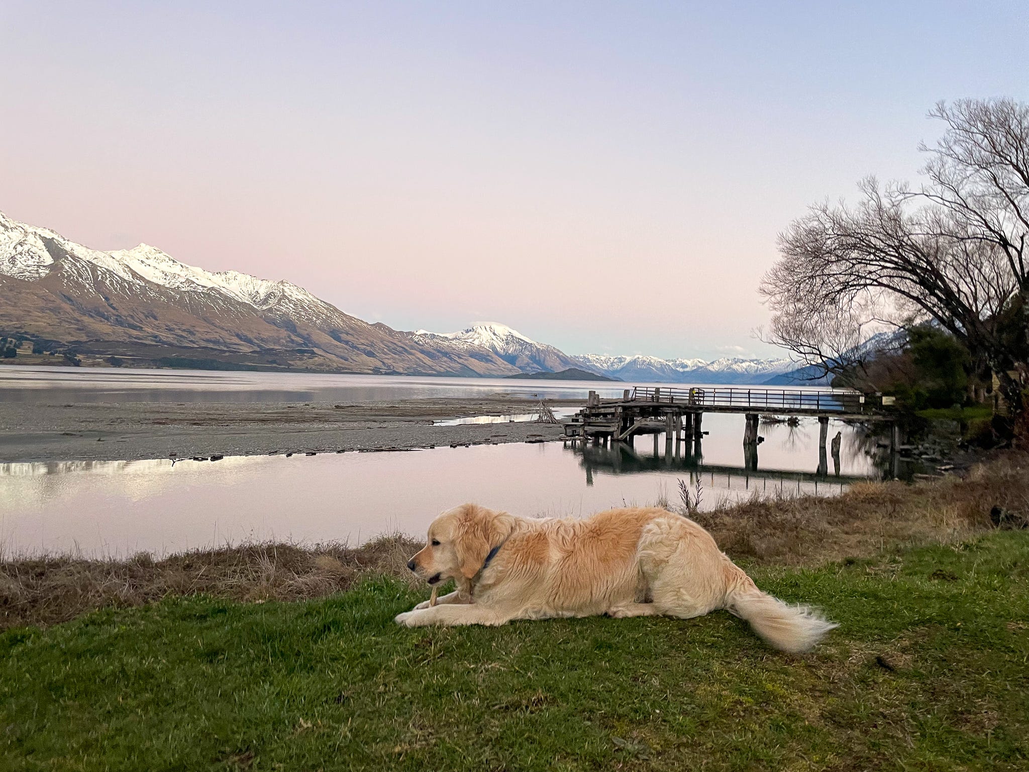 One of the dogs at the Kinloch Wilderness Retreat.