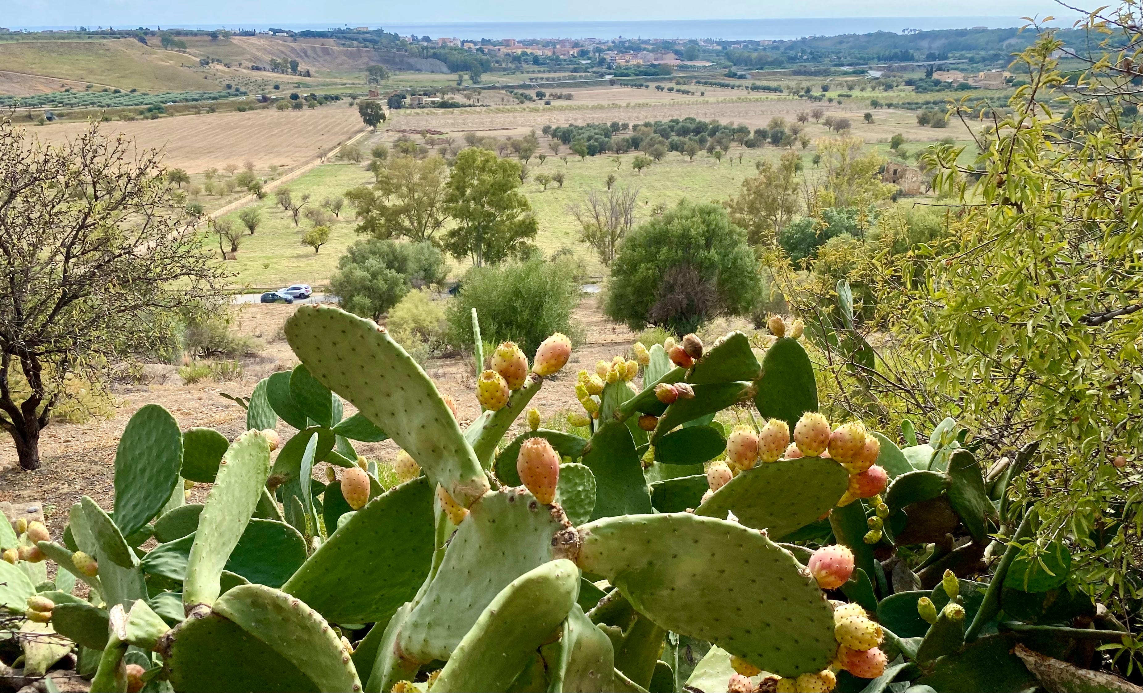 Cacti, plants in Sicily