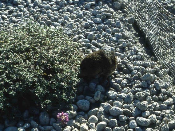 A gopher sits on rocks near a small fence