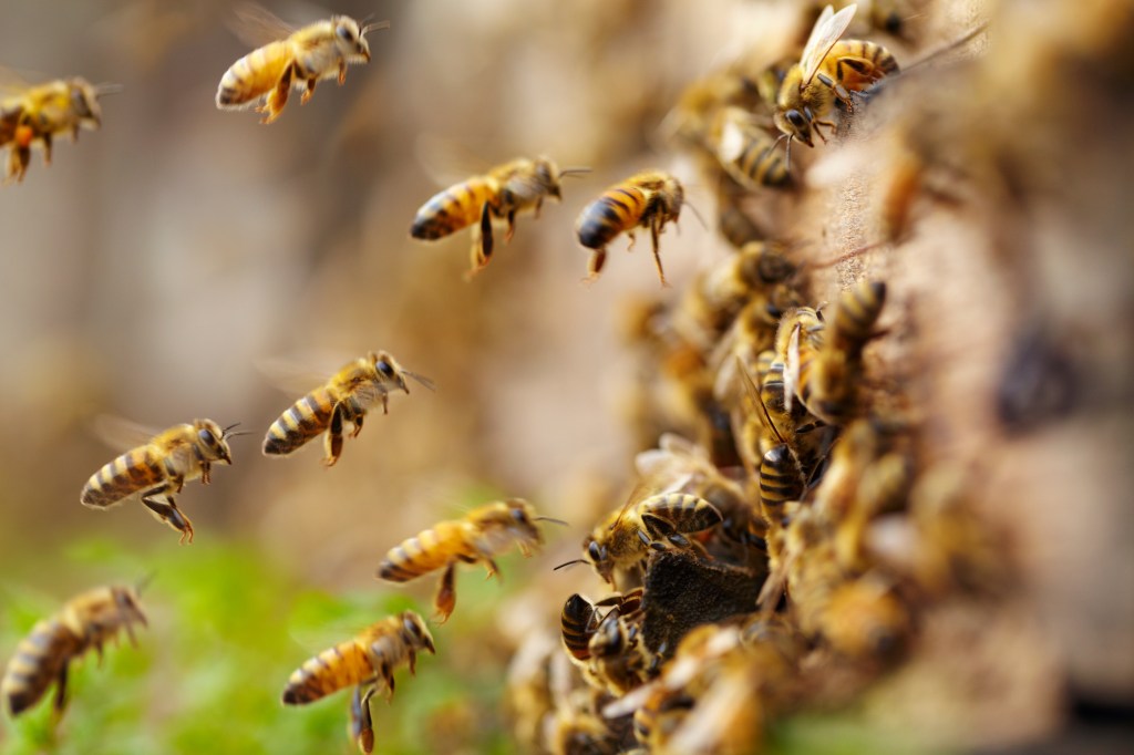 Bee, hornet and wasp stings can kill.