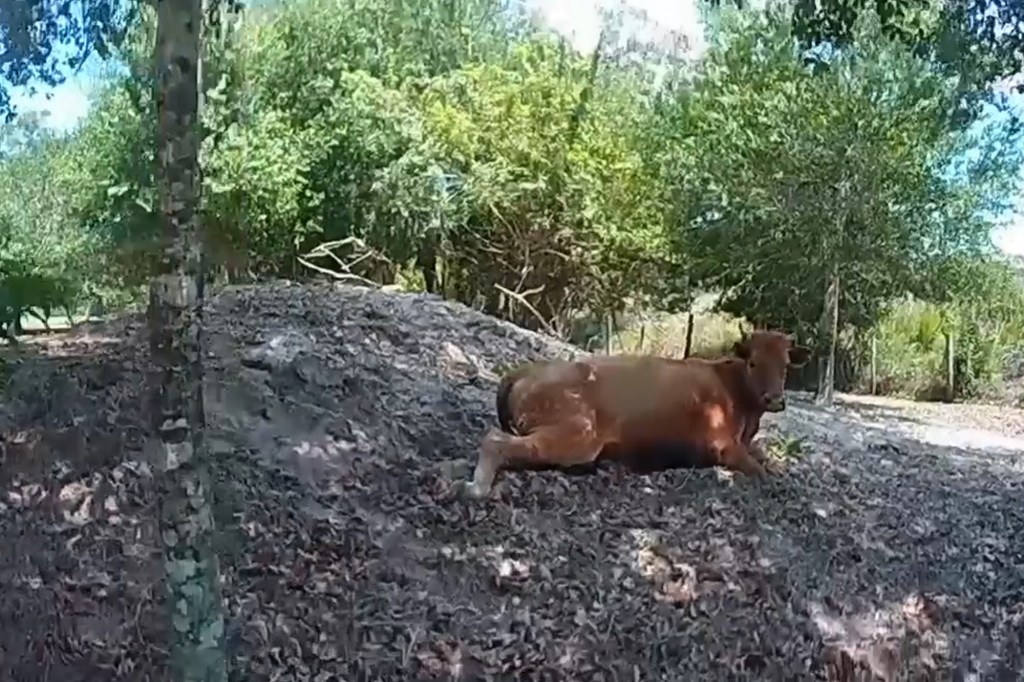 After being examined by a veterinarian, the cow was euthanized. 