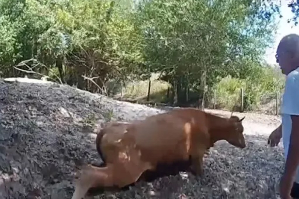 The 2-year-old cow was still alive when authorities arrived.