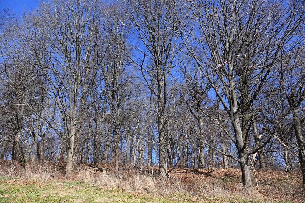 Police arrested a Brooklyn man for knocking a girl off her bike and dragging her into the woods in Forest Park to beat and fondle her. 