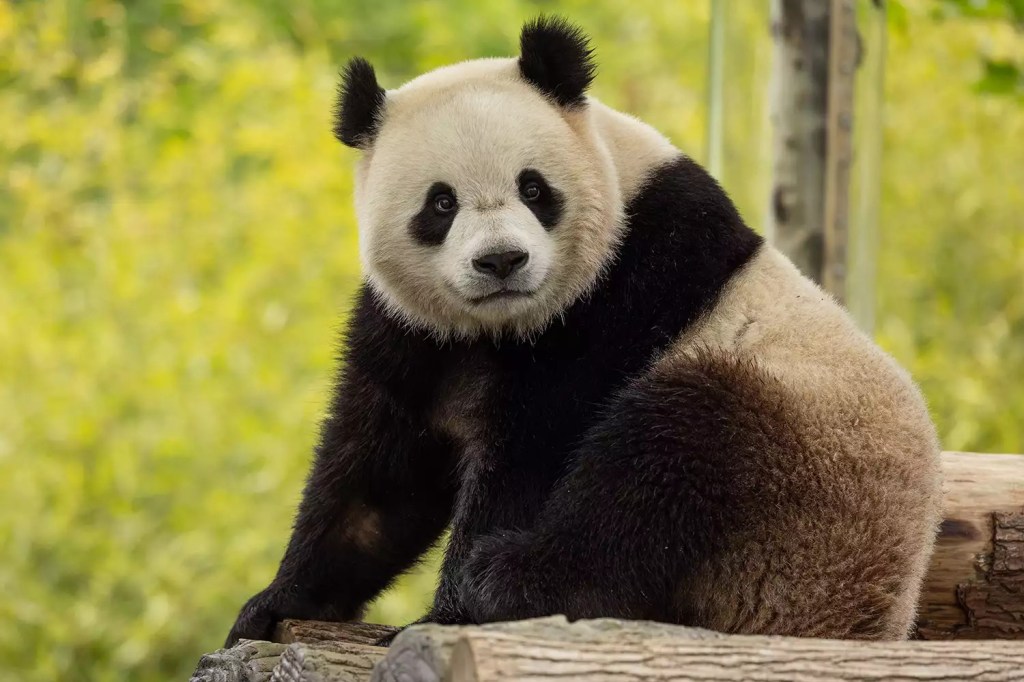 Bao Li in his enclosure at the National Zoo.
