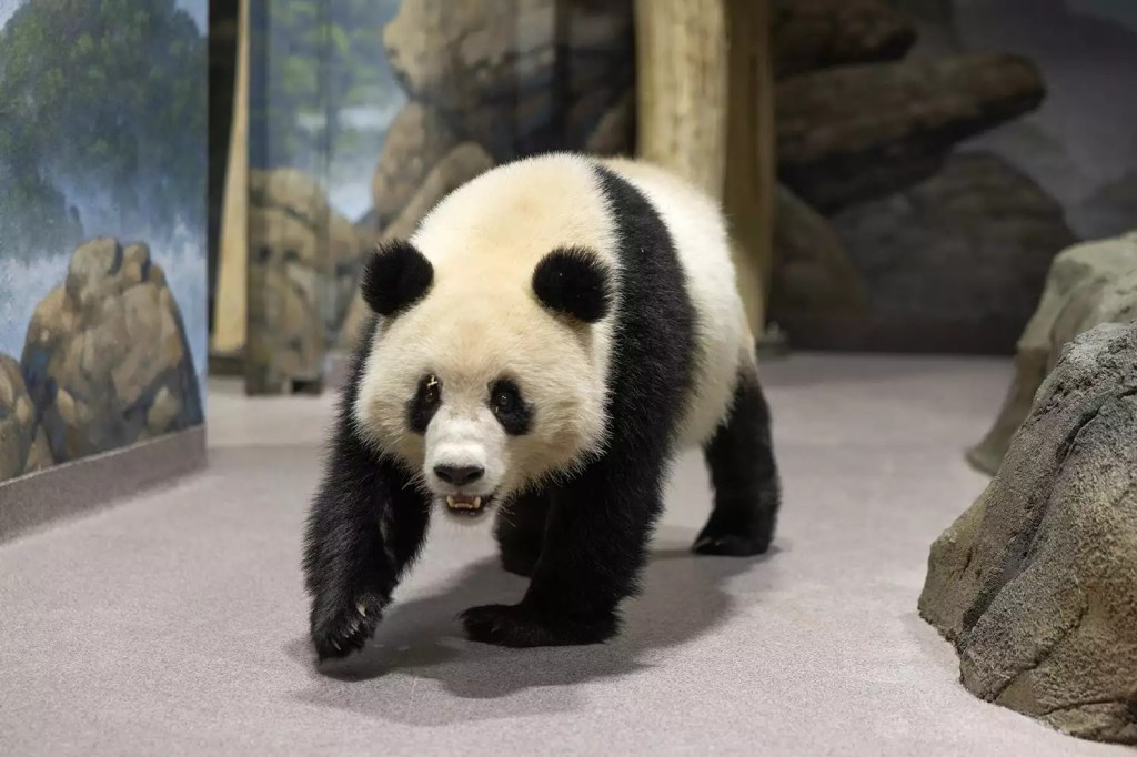 Qing Bao in her enclosure at the National Zoo.