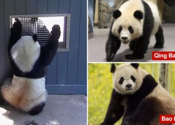Video captures pandas getting flirty at National Zoo — a hopeful sign they’ll make cute baby pandas in the future: experts