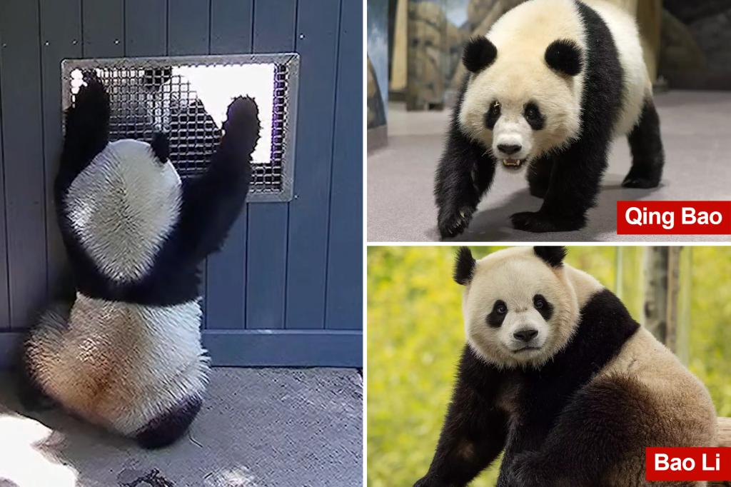 Video captures pandas getting flirty at National Zoo — a hopeful sign they’ll make cute baby pandas in the future: experts
