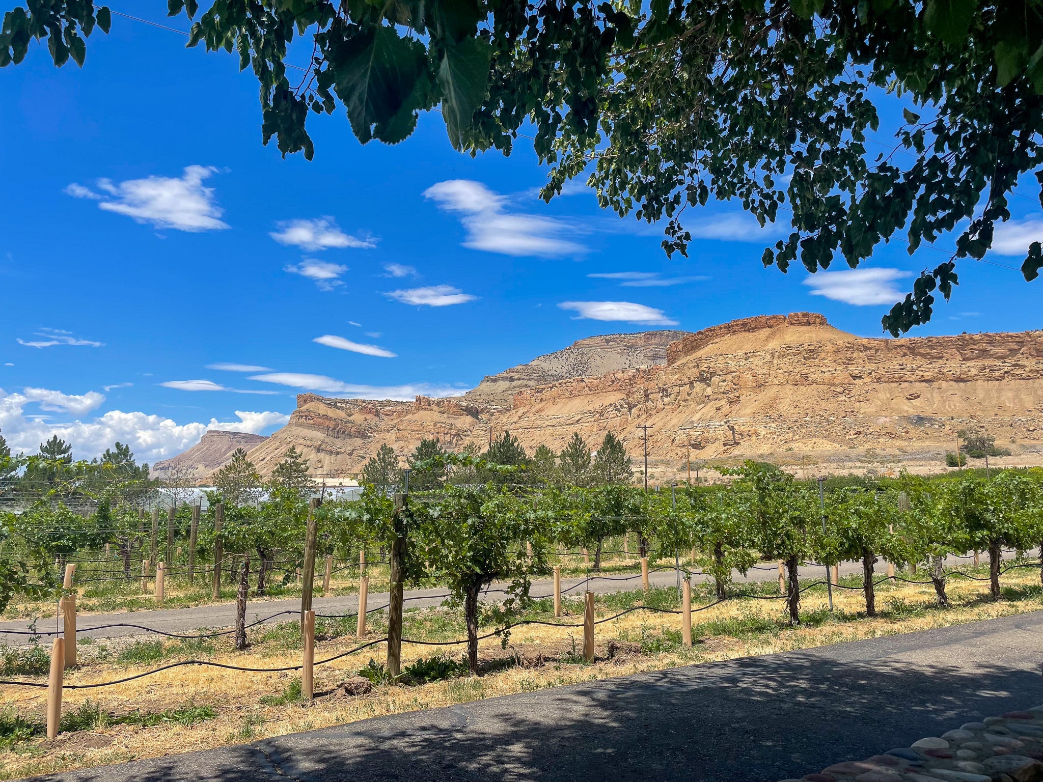 A vineyard in Palisade, Colorado.
