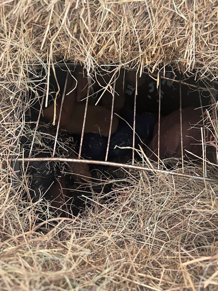 Texas police discovered secret compartments disguised to look like hay bales where a dozen illegal immigrants were hidden.