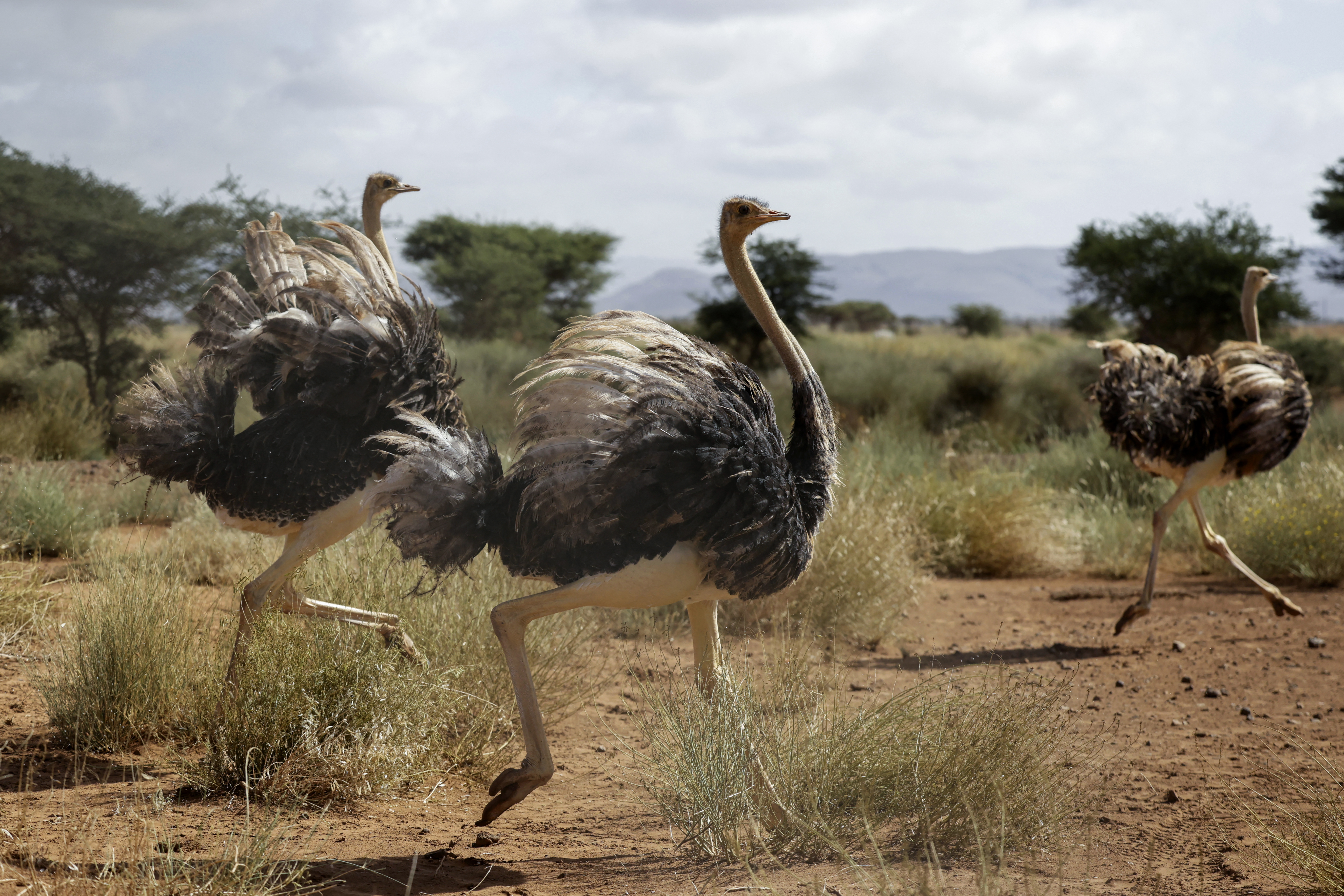 Ostriches