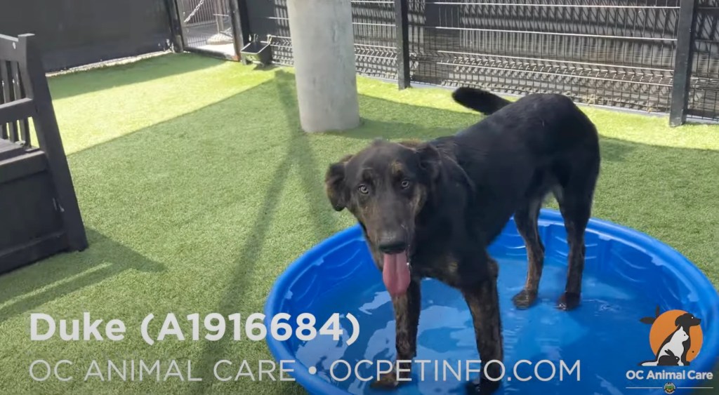 Duke was up for adoption as of Thursday morning with OC Animal Care advertising that he loves to play with other dogs.