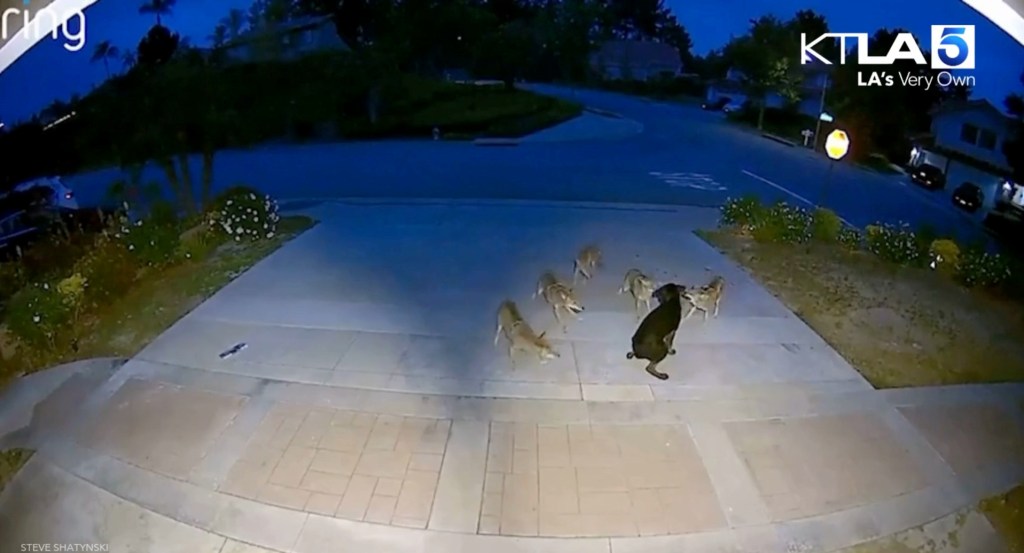 Home security camera footage showed the roughly one-year-old dog fight off the pack of circling coyotes.