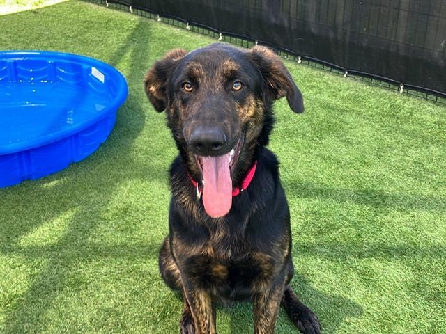 Duke the puppy fended off a pack of aggressive coyotes for 45-minutes and is now up for adoption.