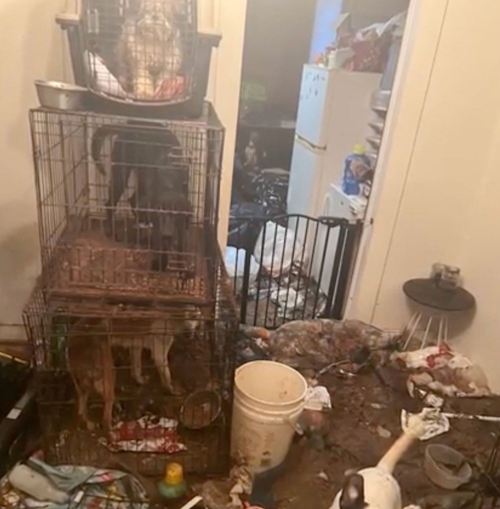 Police discovered dozens of raccoons, rabbits, dogs, cats and chickens at the squalid home.