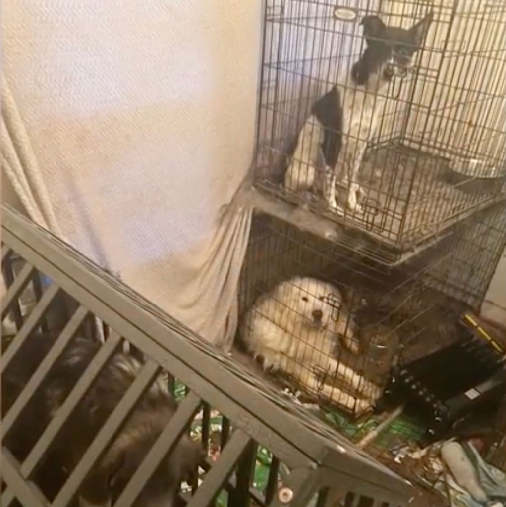 Multiple dogs were also confined to crates stacked on top of each other.