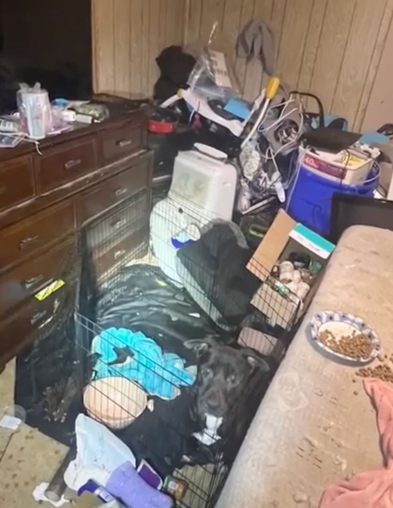 The infant and 47 animals were all rescued from the home.