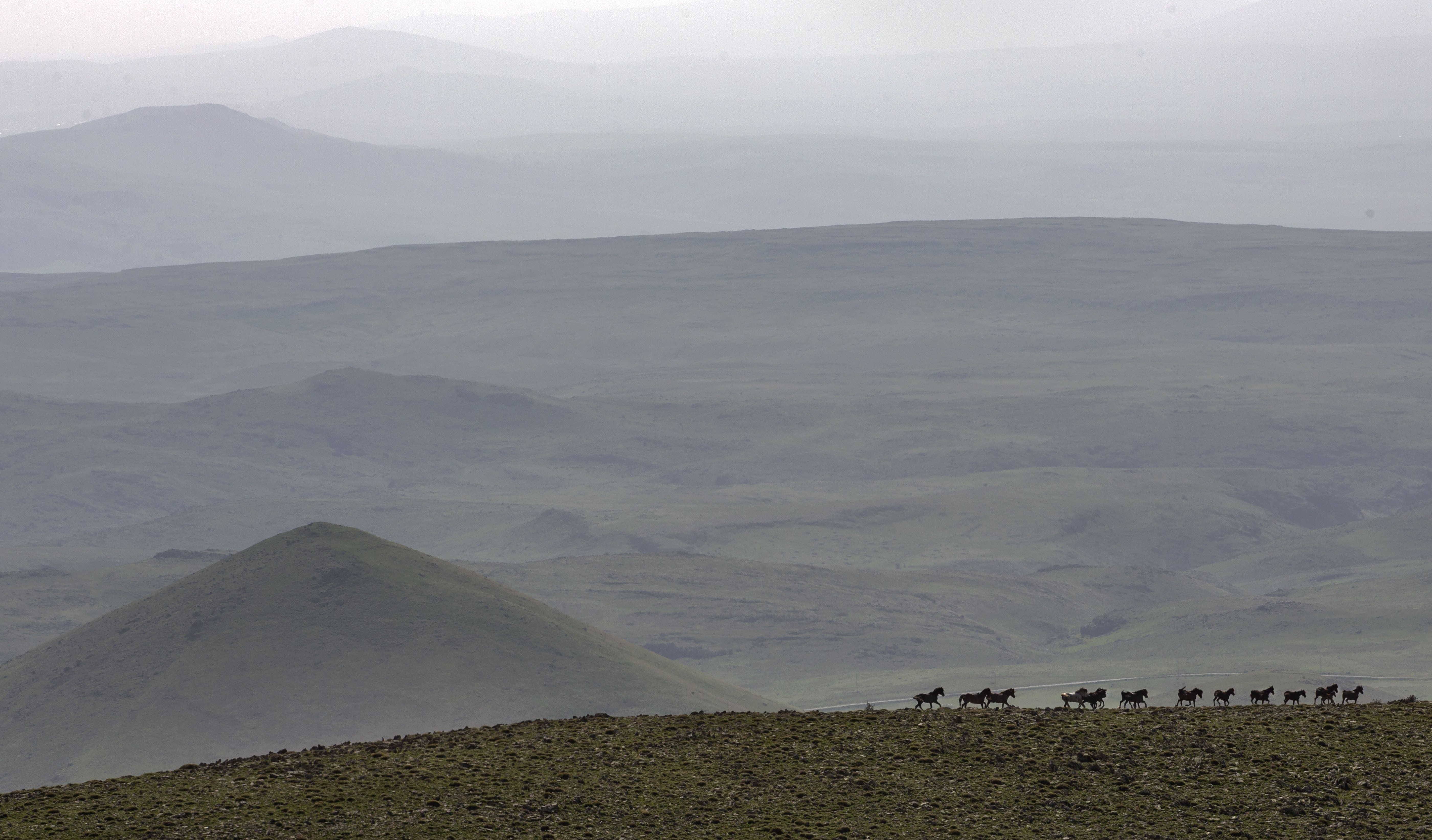 A herd of wild horses runs freely across a ridge on a high plateau.