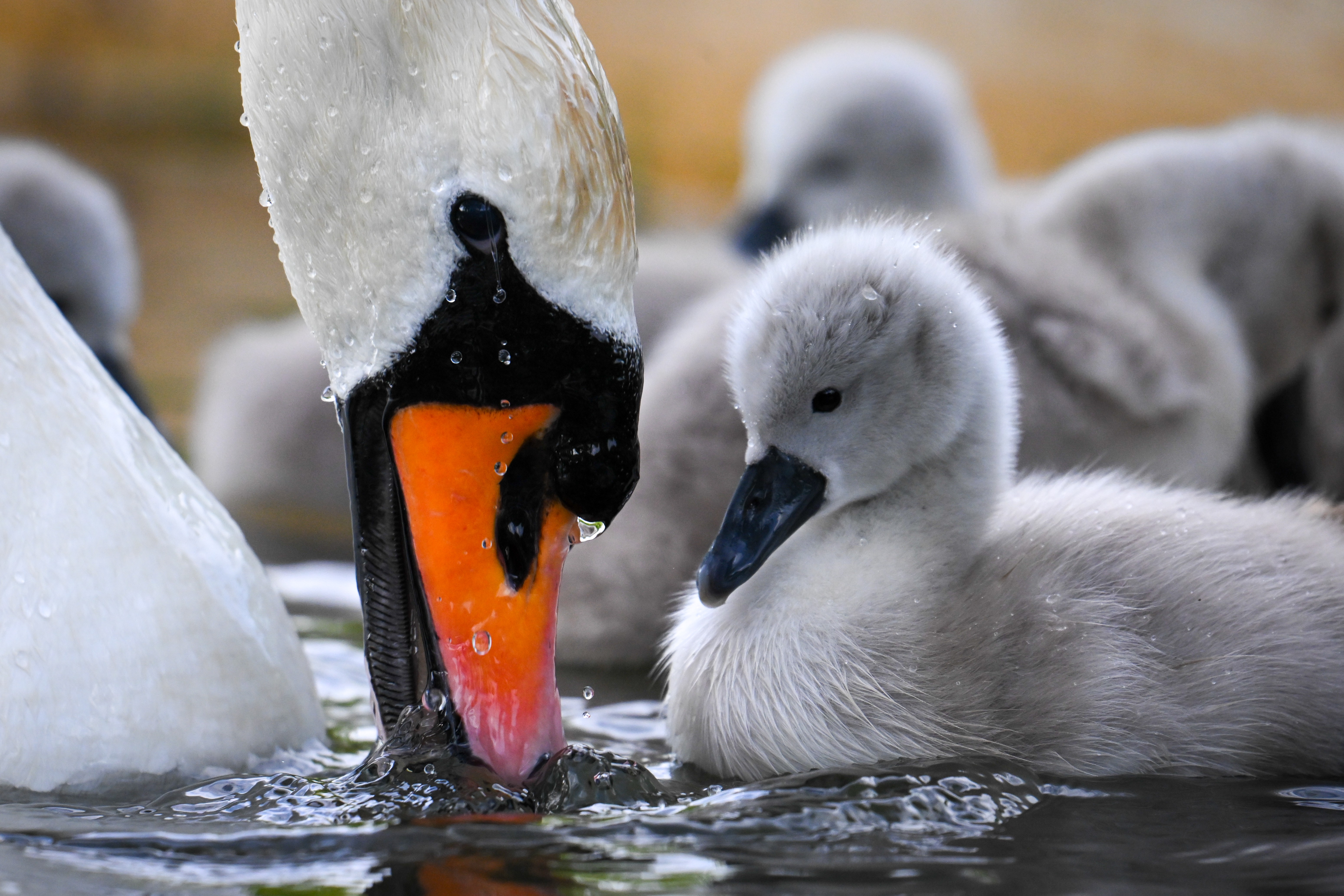Several fuzzy cygnets swim beside an adult swan.